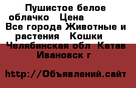 Пушистое белое облачко › Цена ­ 25 000 - Все города Животные и растения » Кошки   . Челябинская обл.,Катав-Ивановск г.